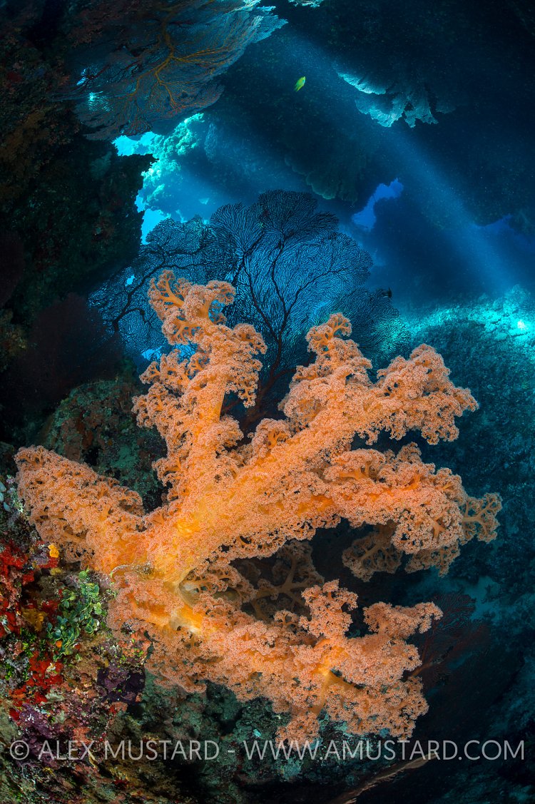 Soft Coral In Cavern. Fiji