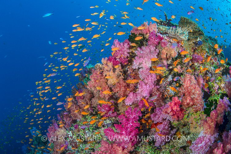 Lively Reef. Fiji