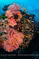 Colourful Reef Scene. Fiji