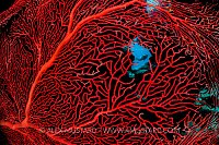 Seafan And DIver. Fiji