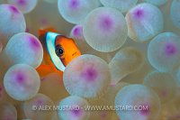 Young Anemonefish. Fiji