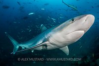 Silvertip Shark. Fiji