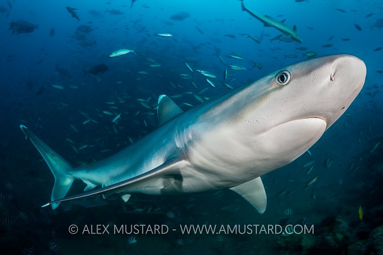 Silvertip Shark. Fiji