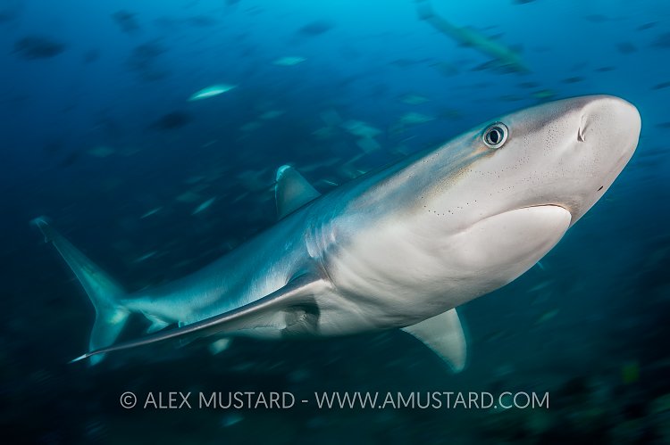 Silvertip Shark. Fiji