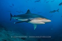 Silvertip Shark. Fiji