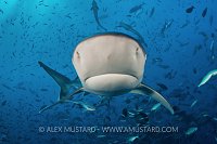 Silvertip Snout. Fiji