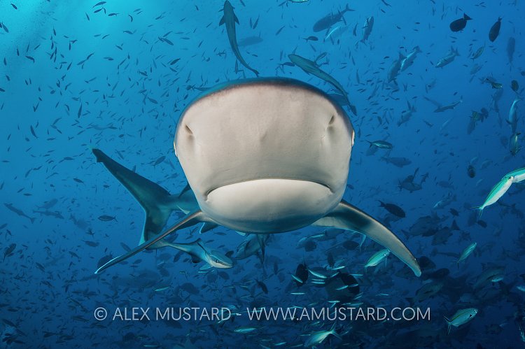 Silvertip Snout. Fiji