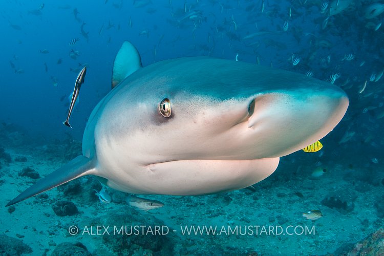Bull Shark. Fiji