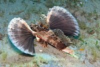 Sea Robin Warning. Florida, USA.