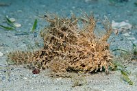 Striated Frogfish. Cayman Islands.