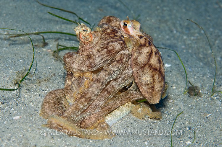 Caribbean Longarm Octopus Mating. Florida, USA.