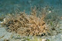Striated Frogfish. Florida, USA.
