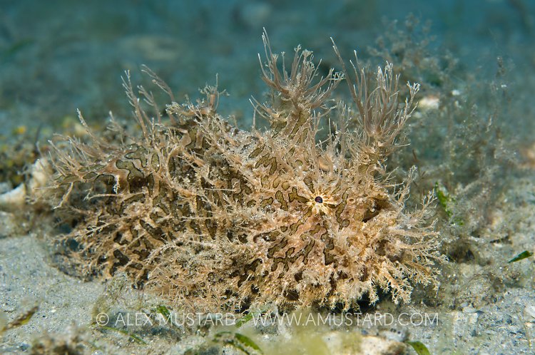 Striated Frogfish. Florida, USA.