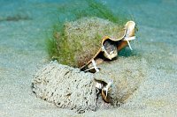 Conch With Eggs. Florida, USA