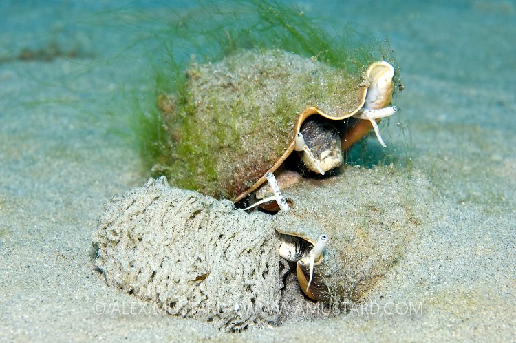 Conch With Eggs. Florida, USA