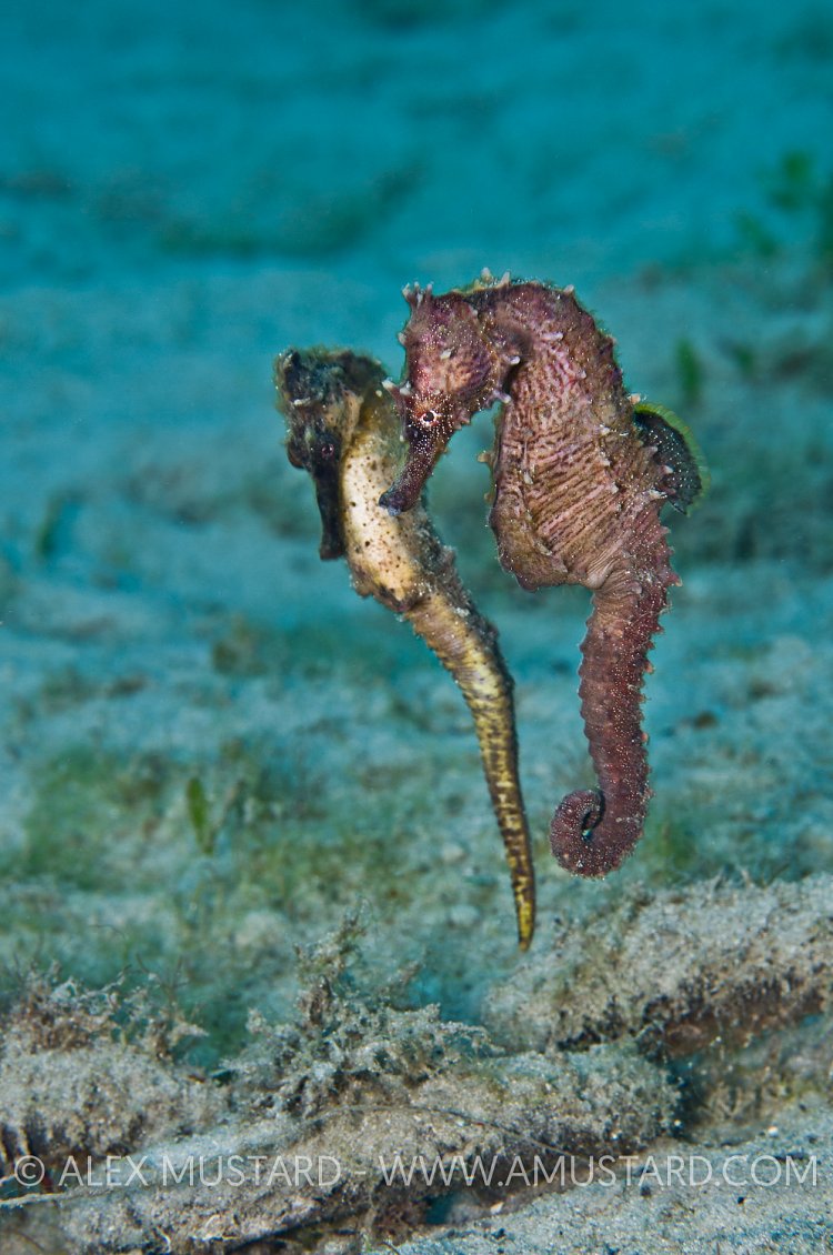 Seahorse courtship. Florida, USA.