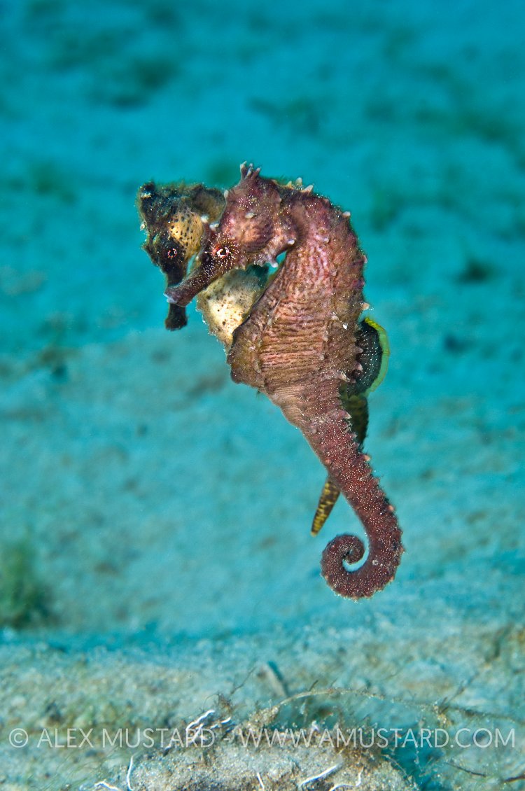 Mating seahorses. Florida, USA.