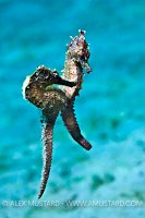 Mating seahorses. Florida, USA.