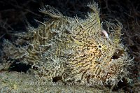 Hairy frogfish. Florida, USA