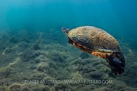 Redbelly Cooter Swimming. USA