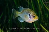 Spotted Sunfish. USA