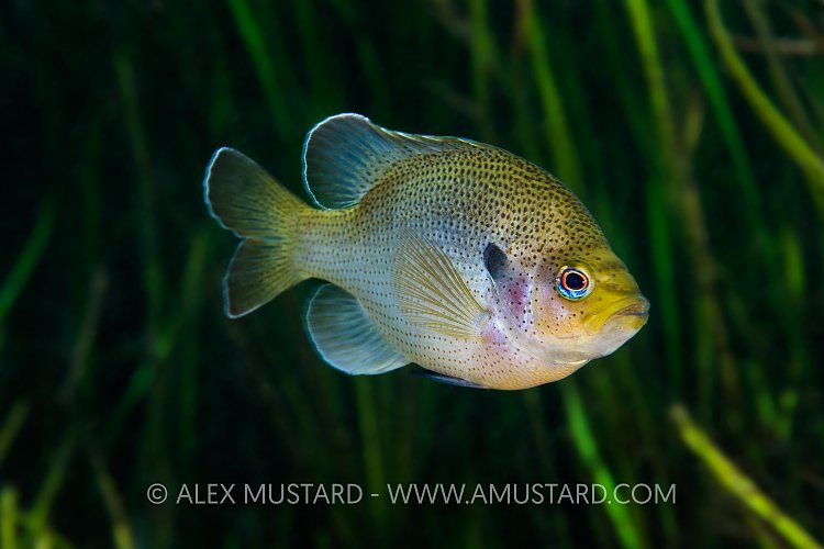 Spotted Sunfish. USA