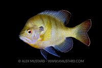 Sunfish. Florida, USA