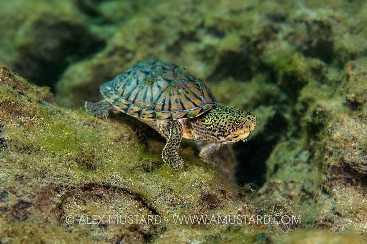 Loggerhead Musk Turtle. USA