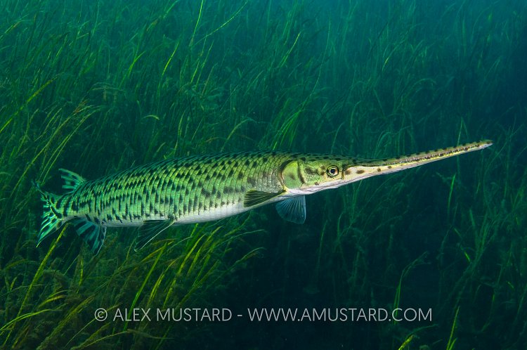 Longnose gar. Florida, USA