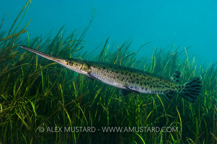Longnose Gar. Florida, USA
