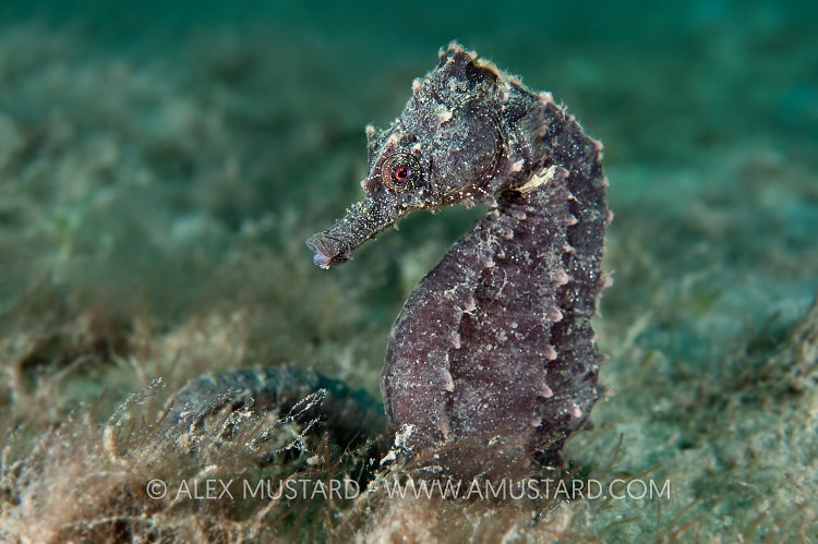 Lined seahorse. Florida, USA.