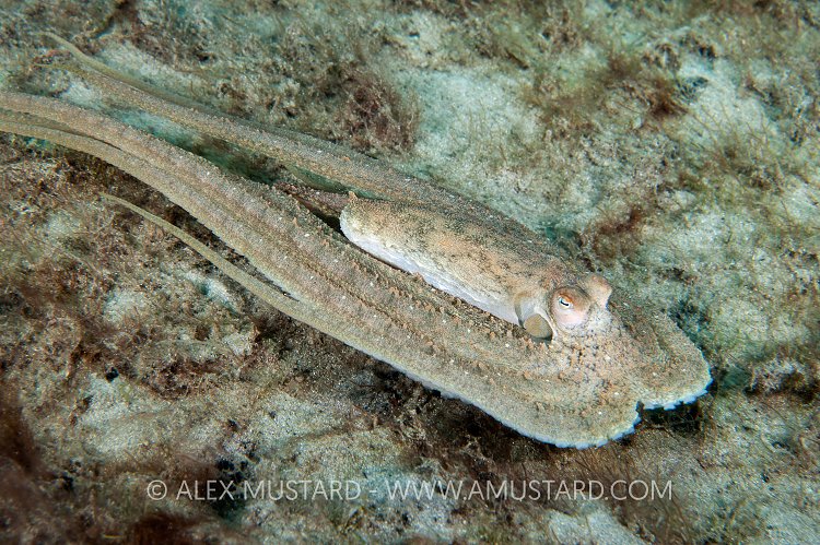 Long Arm Octopus Swimming. Florida, USA.