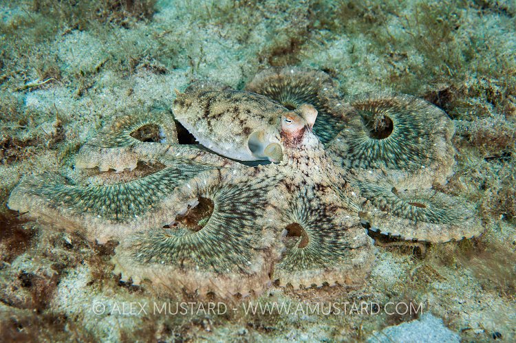 Long Arm Octopus Camouflage. Florida, USA.