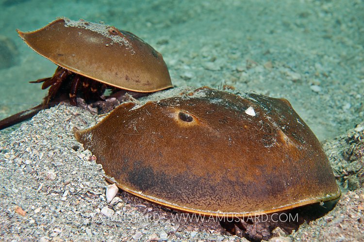 Horseshoe Crabs. Florida, USA.
