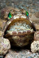 Male Banded Jawfish With Eggs. Florida, USA