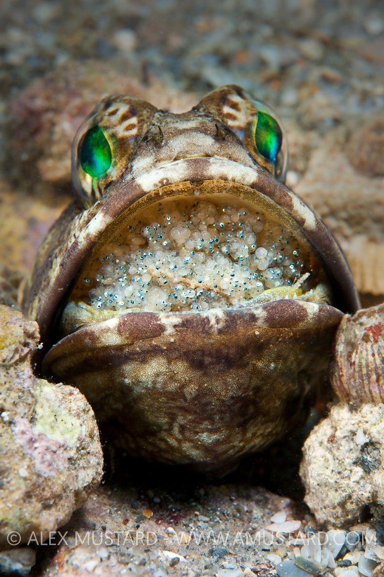 Male Banded Jawfish With Eggs. Florida, USA