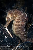 Spiny seahorse in mussel bed. France.