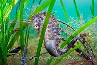 Spiny seahorse in seagrass. France