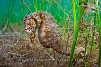 Spiny seahorse. France.