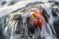 Sally Lightfoot Crab In Surf. Galapagos