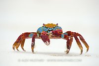 Sally Lightfoot. Galapagos.