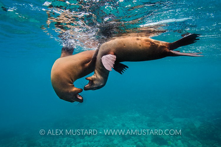 Playful Sealions. Galapagos