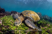Green Turtle Feeding. Galapagos