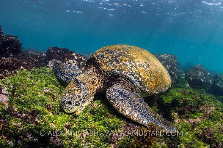 Green Turtle Feeding. Galapagos