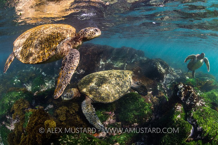 Green Turtles Feeding. Galapagos