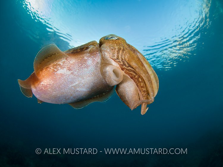 Cuttlefish Portrait. Malta