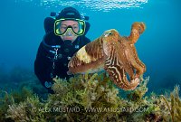 Cuttlefish And Diver. Malta.