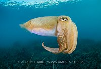 Cuttlefish Portrait. Malta