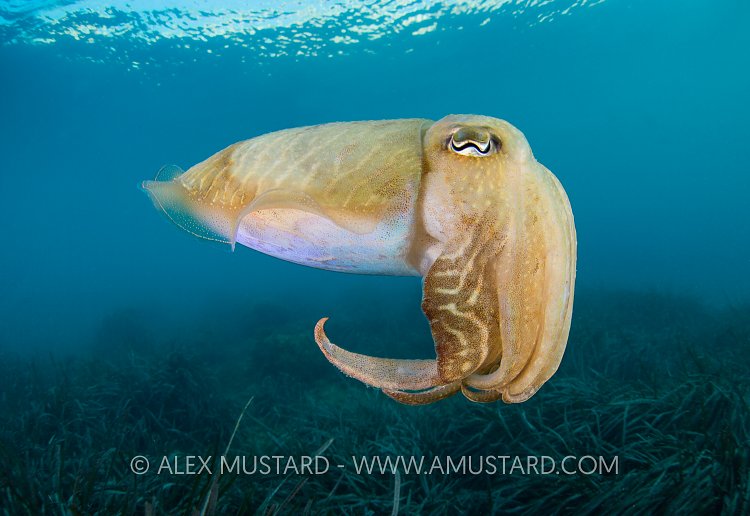 Cuttlefish Portrait. Malta