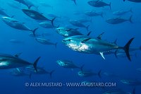 Bluefin School. Malta